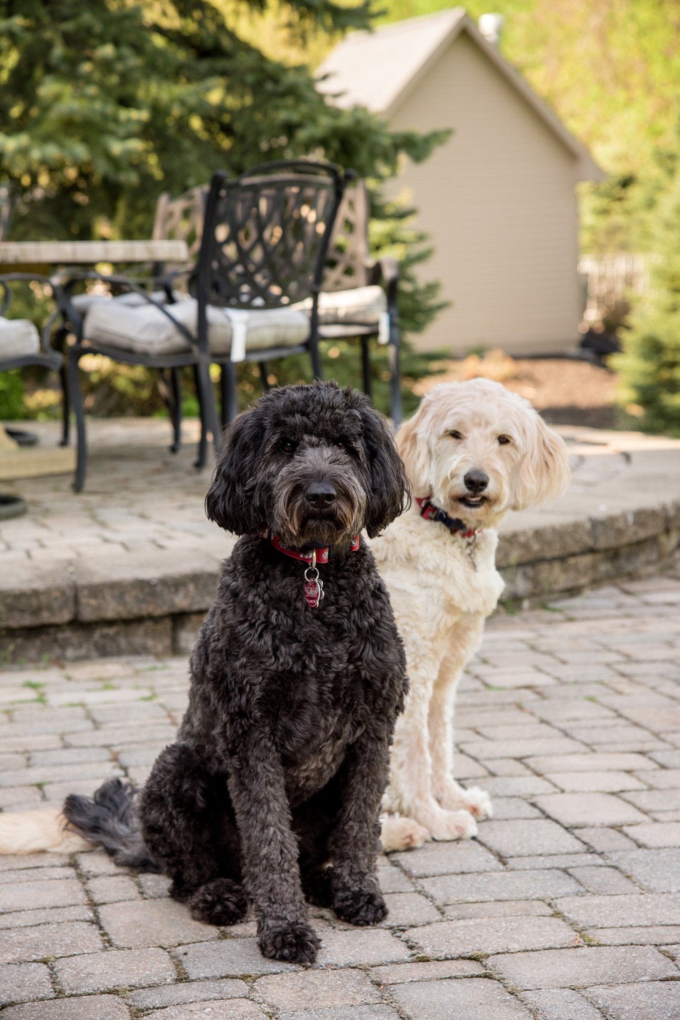 goldendoodles on patio during backyard session