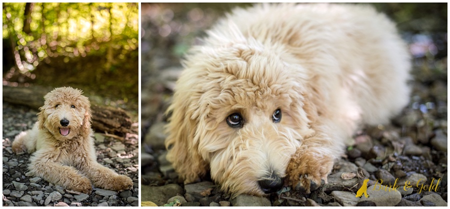 goldendoodle puppy relaxing in a rocky creek at Brady's Run Park in Beaver Falls