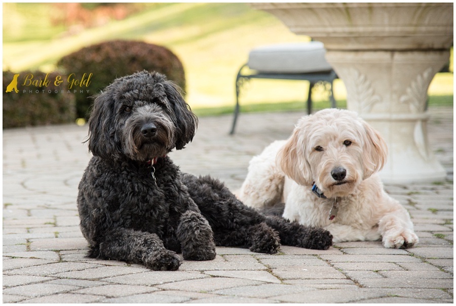 goldendoodles relaxing on a patio during a backyard session in Pittsburgh's North Hills