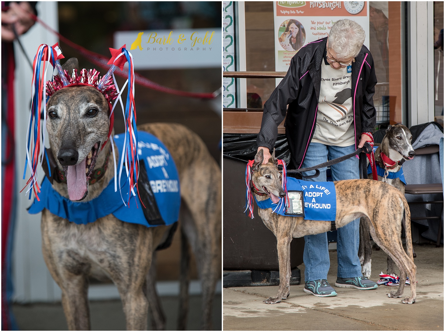rescue greyhounds collecting donations at Healthy Pet Day 2018