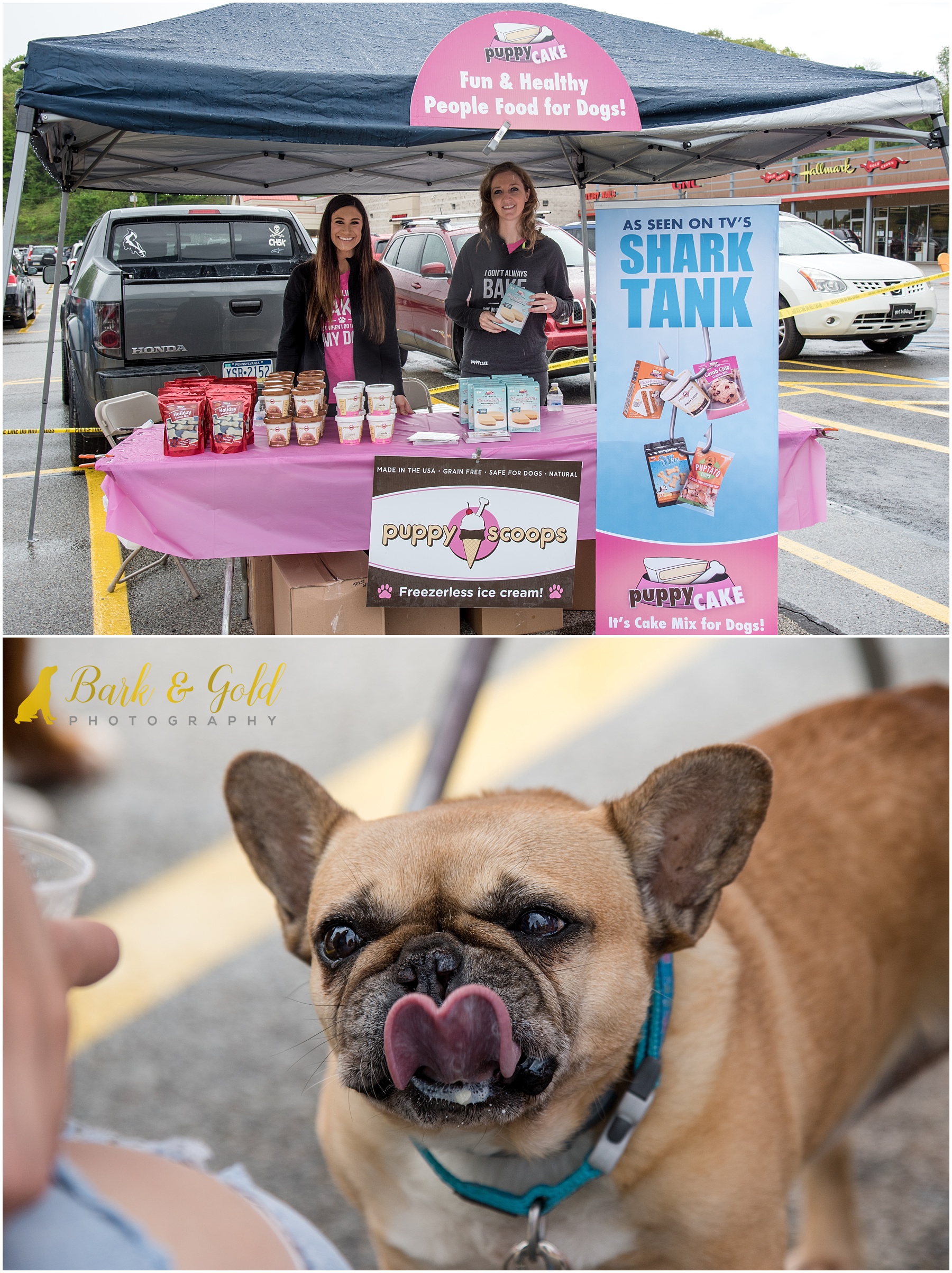 Boston terrier tasting Puppy Cake ice cream during Healthy Pet Day 2018