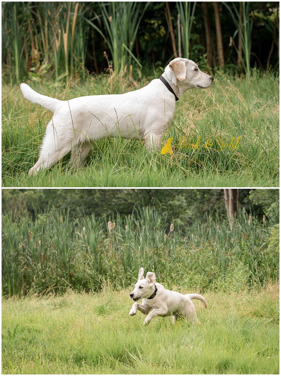 yellow Labrador playing in a wet, muddy field at South Park