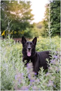 Toby the German Shepherd Mix - Pittsburgh Dog Photography
