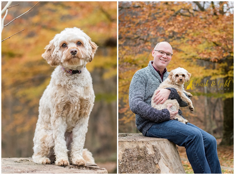 Cavapoo puppy poses against fall leaves at Brady's Run Park in Beaver County