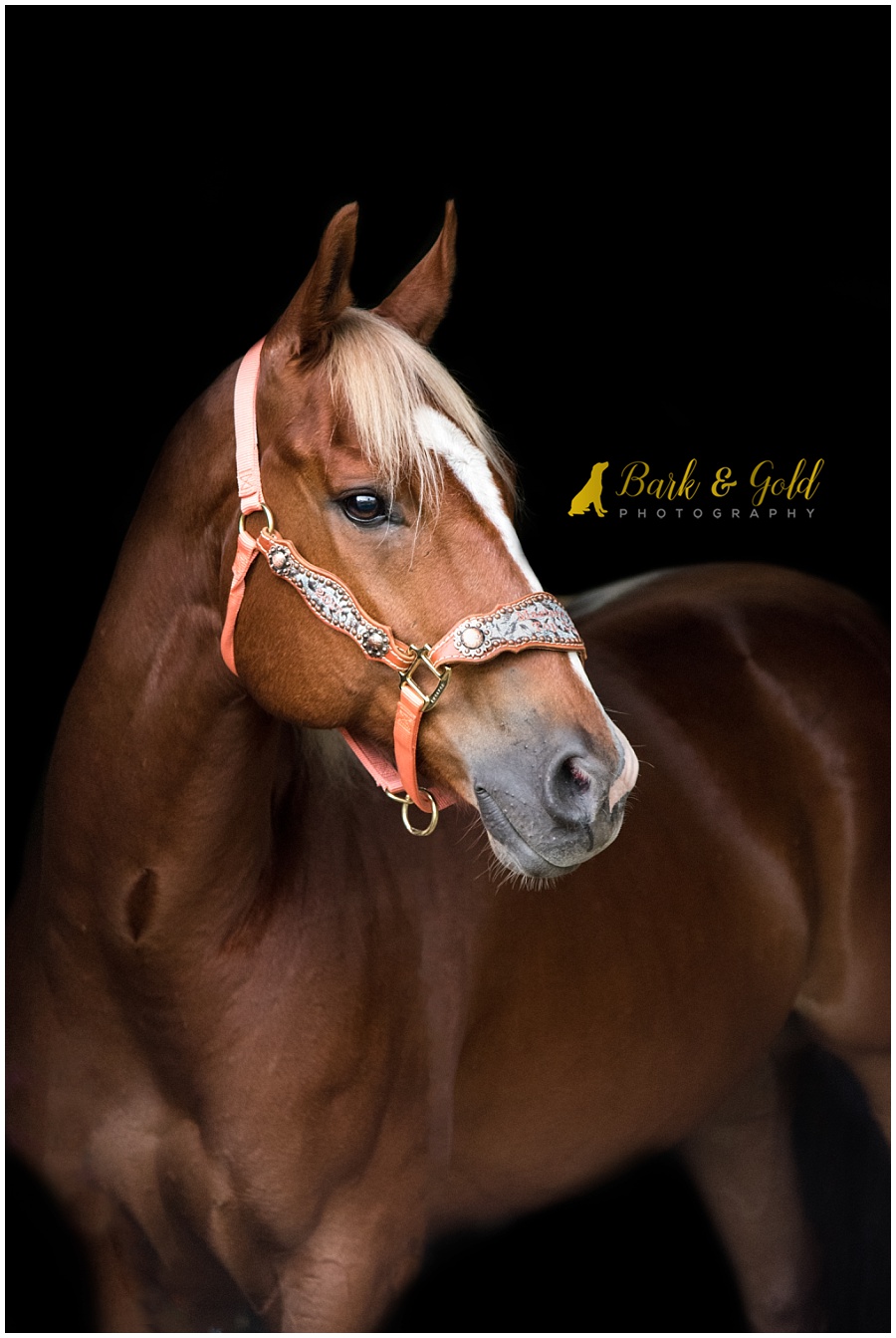 American Quarter Horse with black background of barn