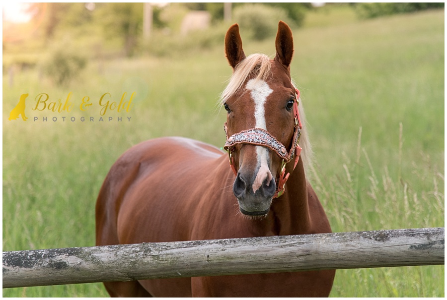 American Quarter Horse by a sunlit fence in a field