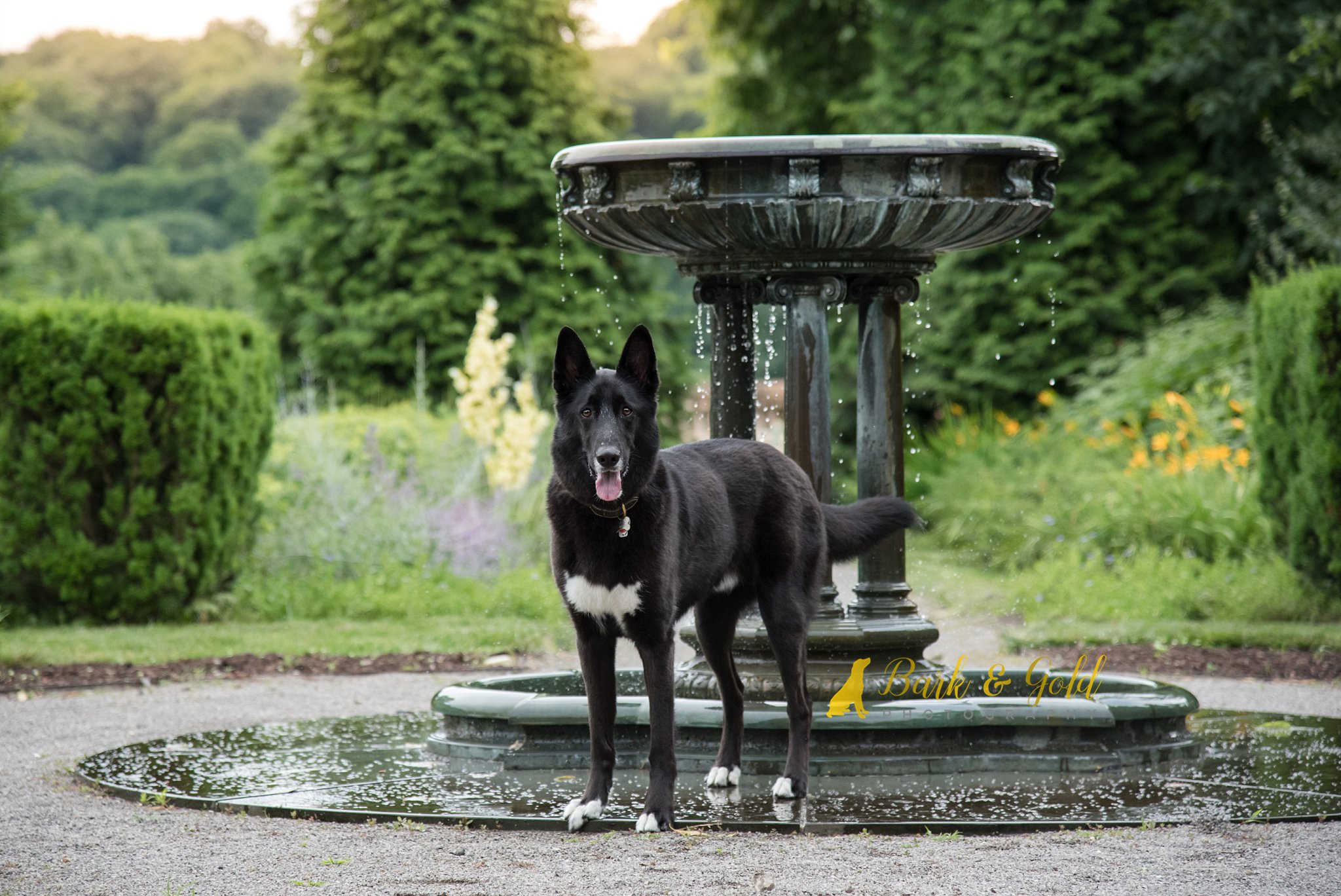 black German Shepherd posing by a fountain at Phipps Conservatory near Pittsburgh
