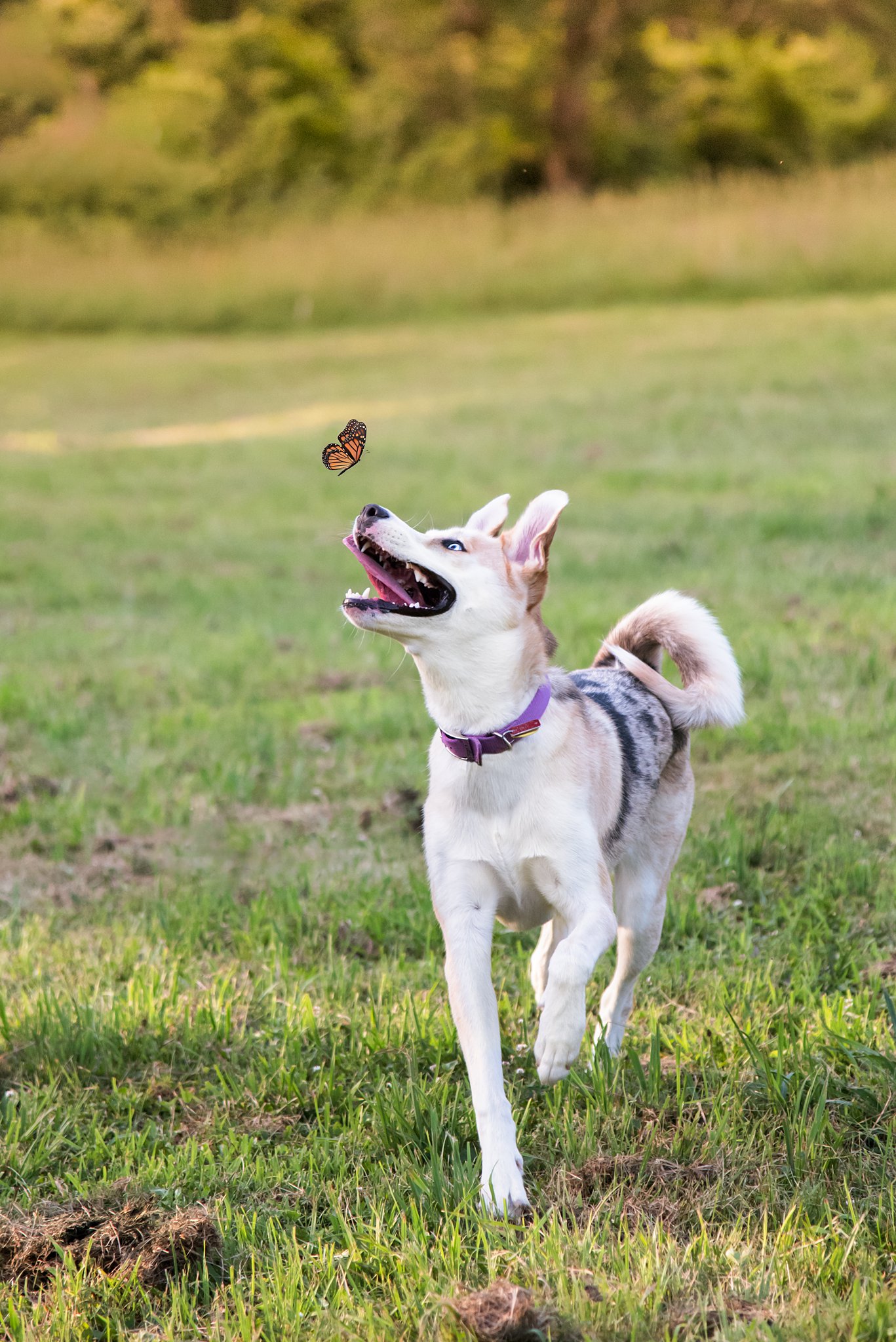husky mix puppy chasing a butterfly through a field at South Park