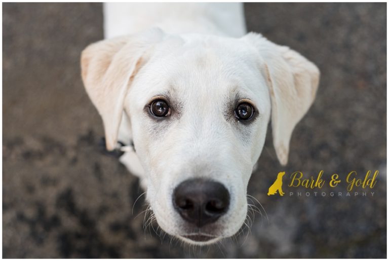 yellowlabradorpuppyeyes Bark & Gold Photography Pittsburgh Pet