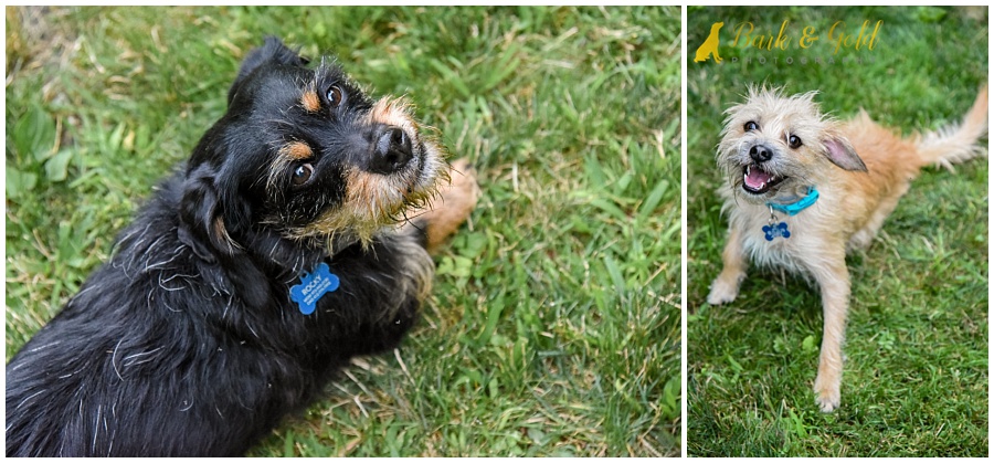 adorable rescue mutts during their backyard session in Ross Township