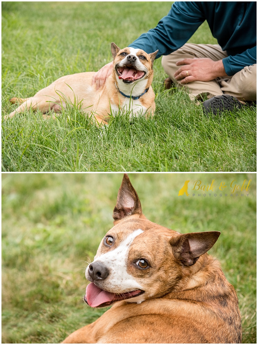happy dogs during their backyard pet photography session near Pittsburgh