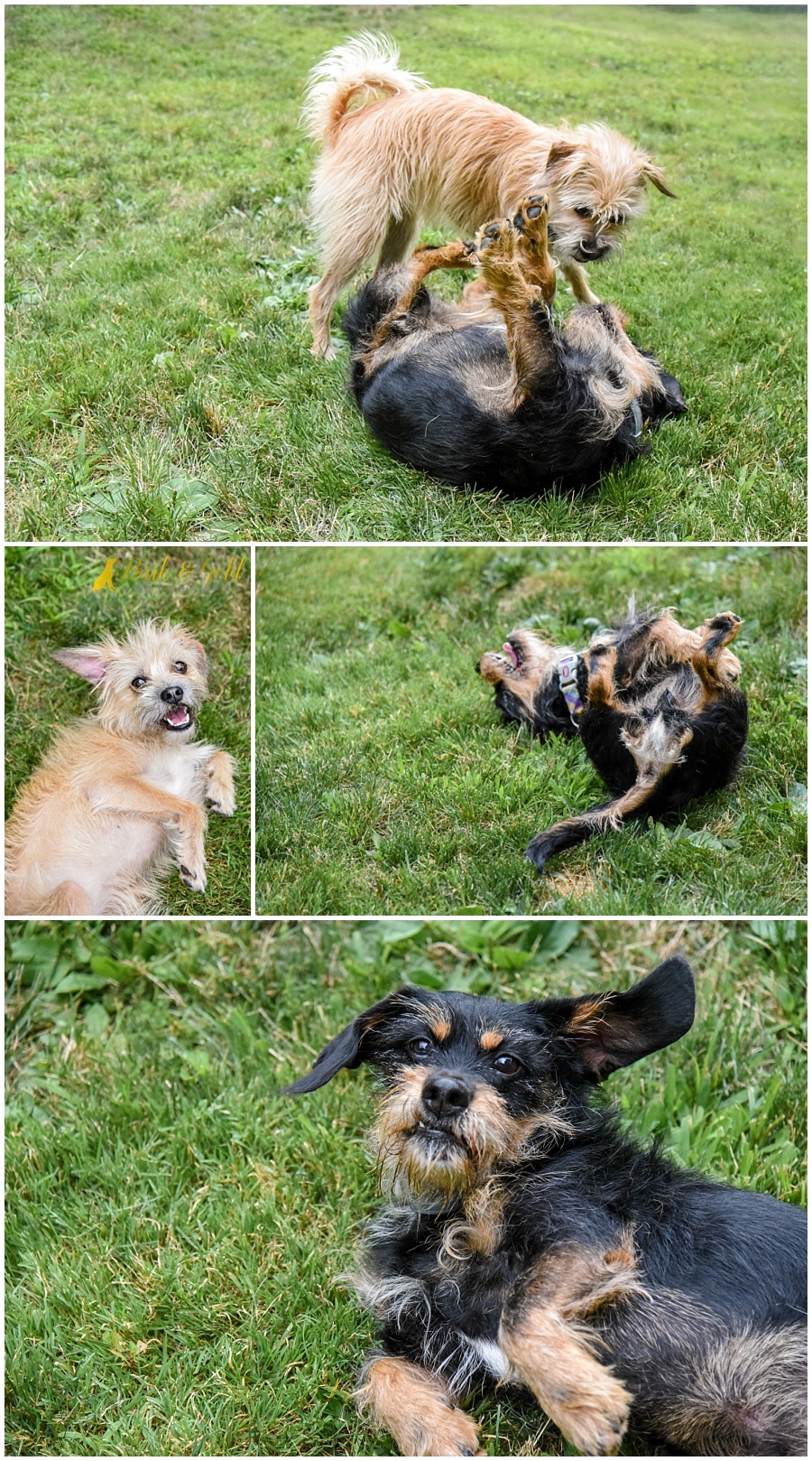 rescued mutts wrestling and rolling in the grass