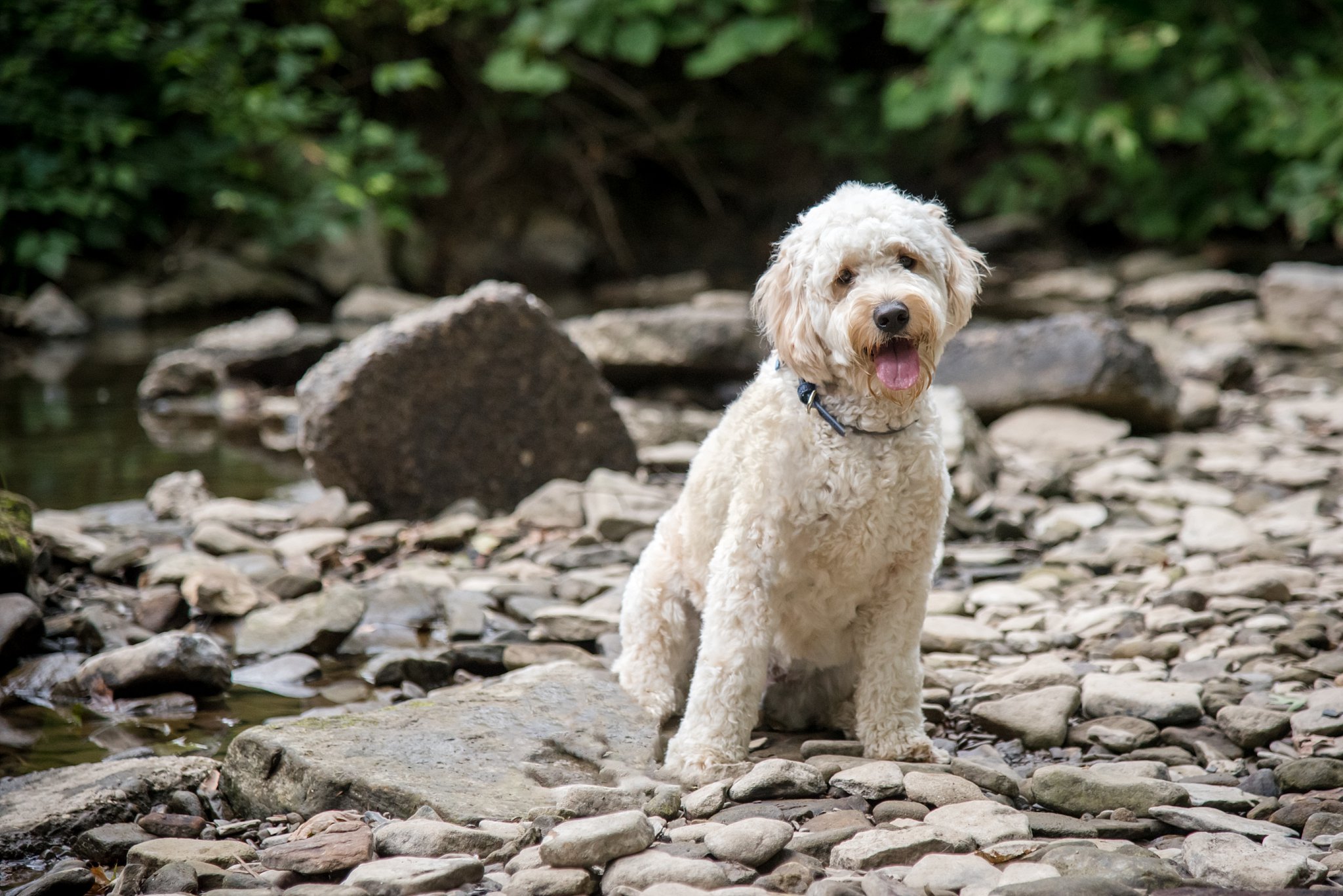 goldendoodle puppy sitting in a rockbed by a creek at Brady's Run Park in Beaver Falls