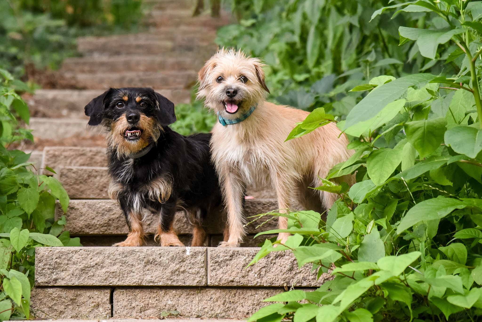 rescued dogs posing on backyard steps during a backyard session