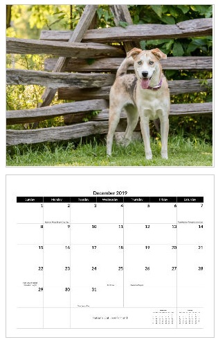 Dreaming of Three 2019 pet calendar