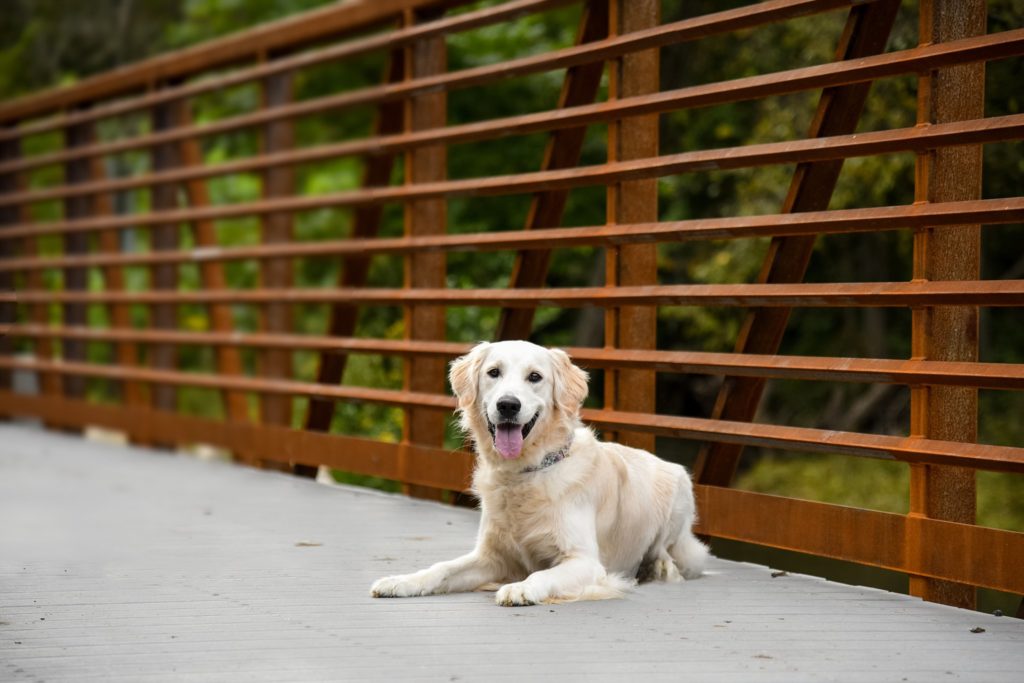 white golden retriever puppy resting on a bridge at Brady's Run Park in Beaver County