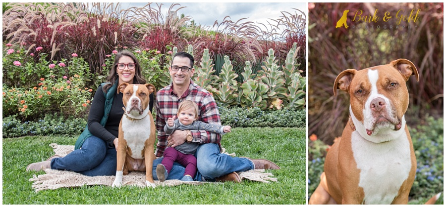 young family with toddler and pit bull by flower garden at Phipps Conservatory in Pittsburgh