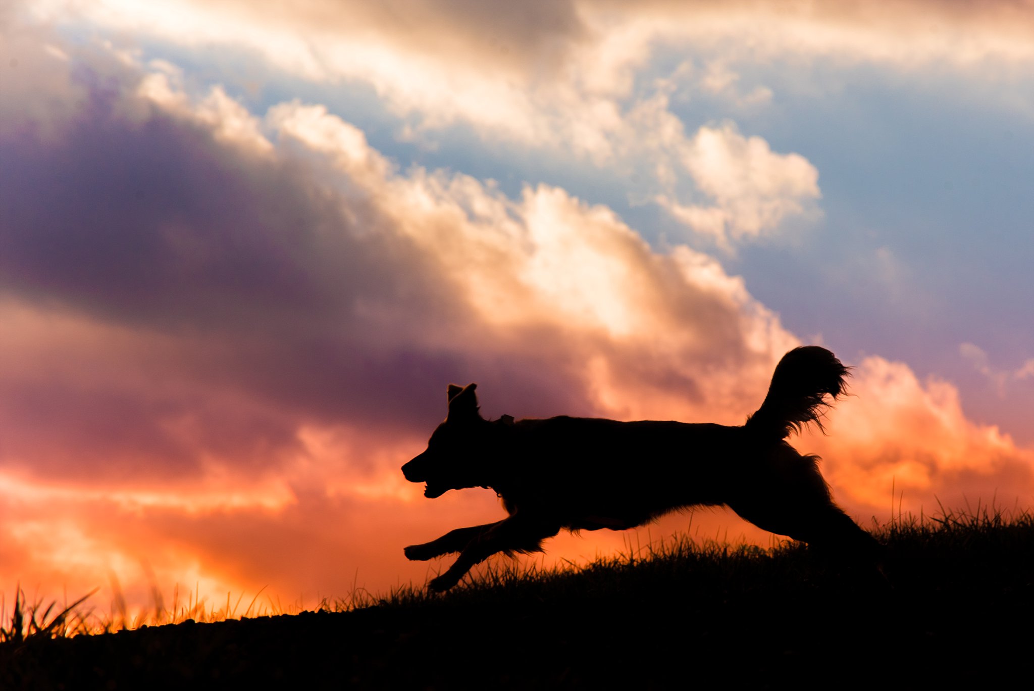silhouette of golden retriever against a colorful sunset at Mingo Creek Park