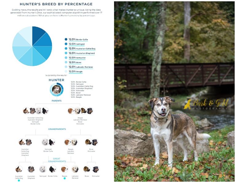 I Tested Our Dog's DNAAnd Here's What I Found Bark & Gold