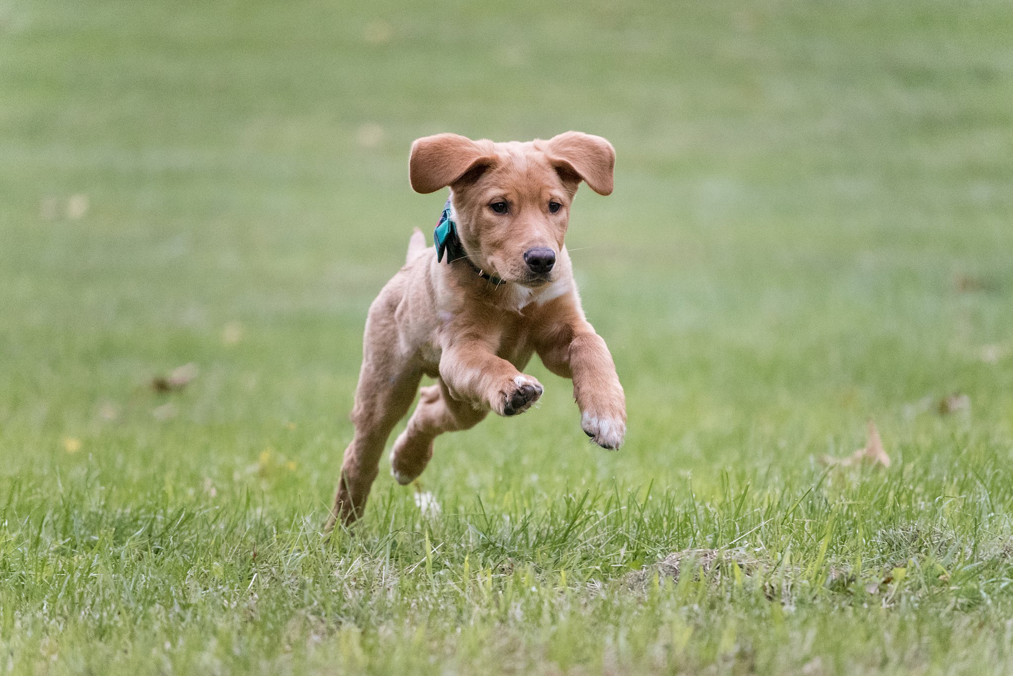 Lab/Shepherd mix puppy running through a field at Mingo Creek Park