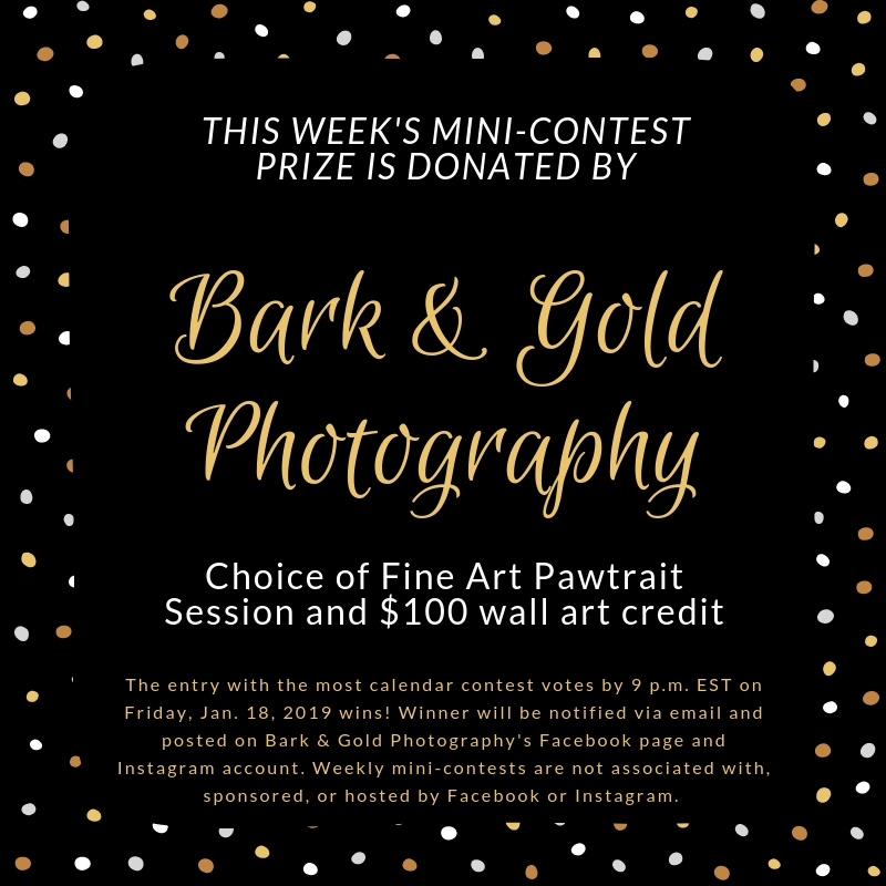 Bark & Gold Photography mini-contest prize announcement