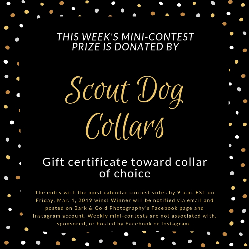 Scout Do mini-contest prize announcement