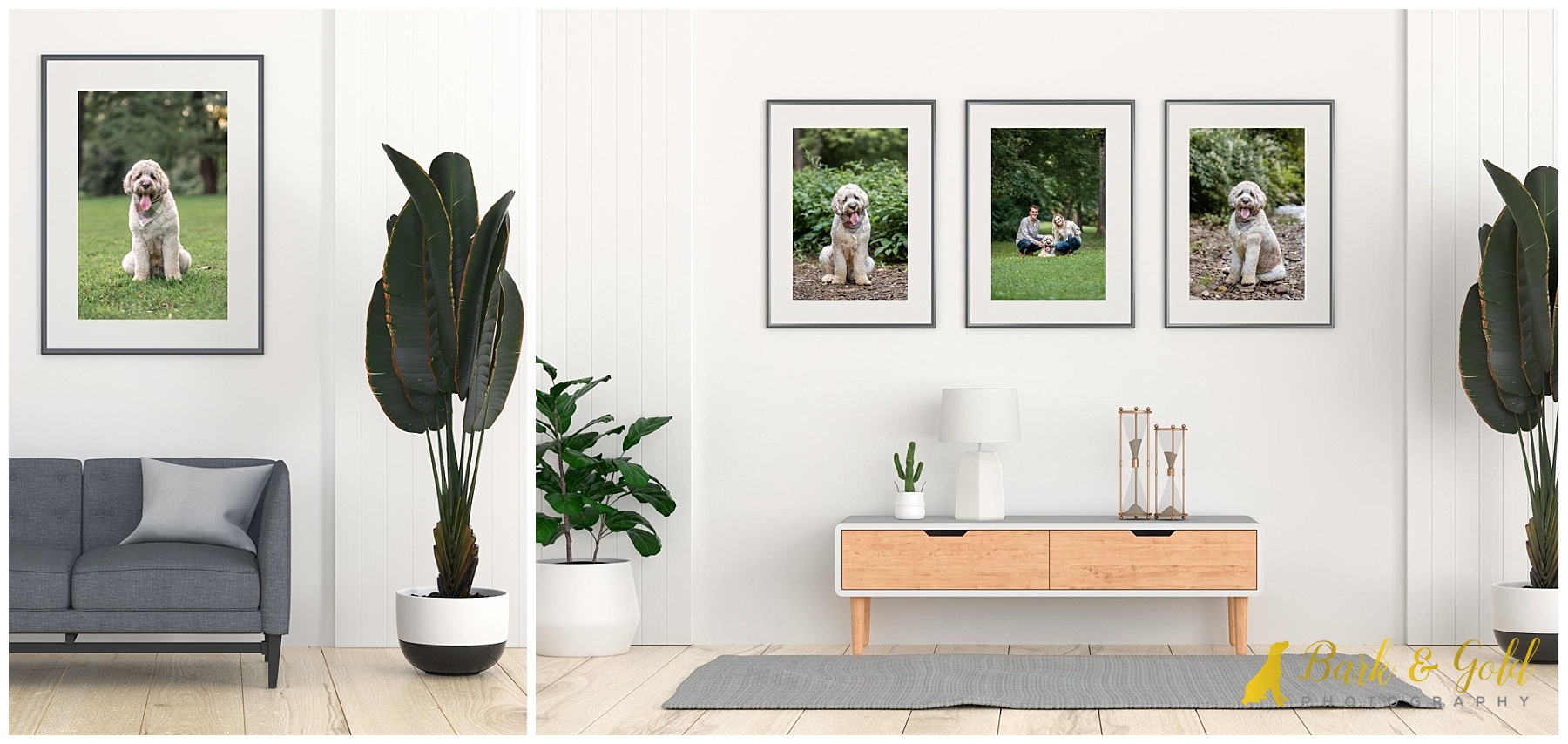 trio of fine art framed prints featuring a St. Berdoodle dog
