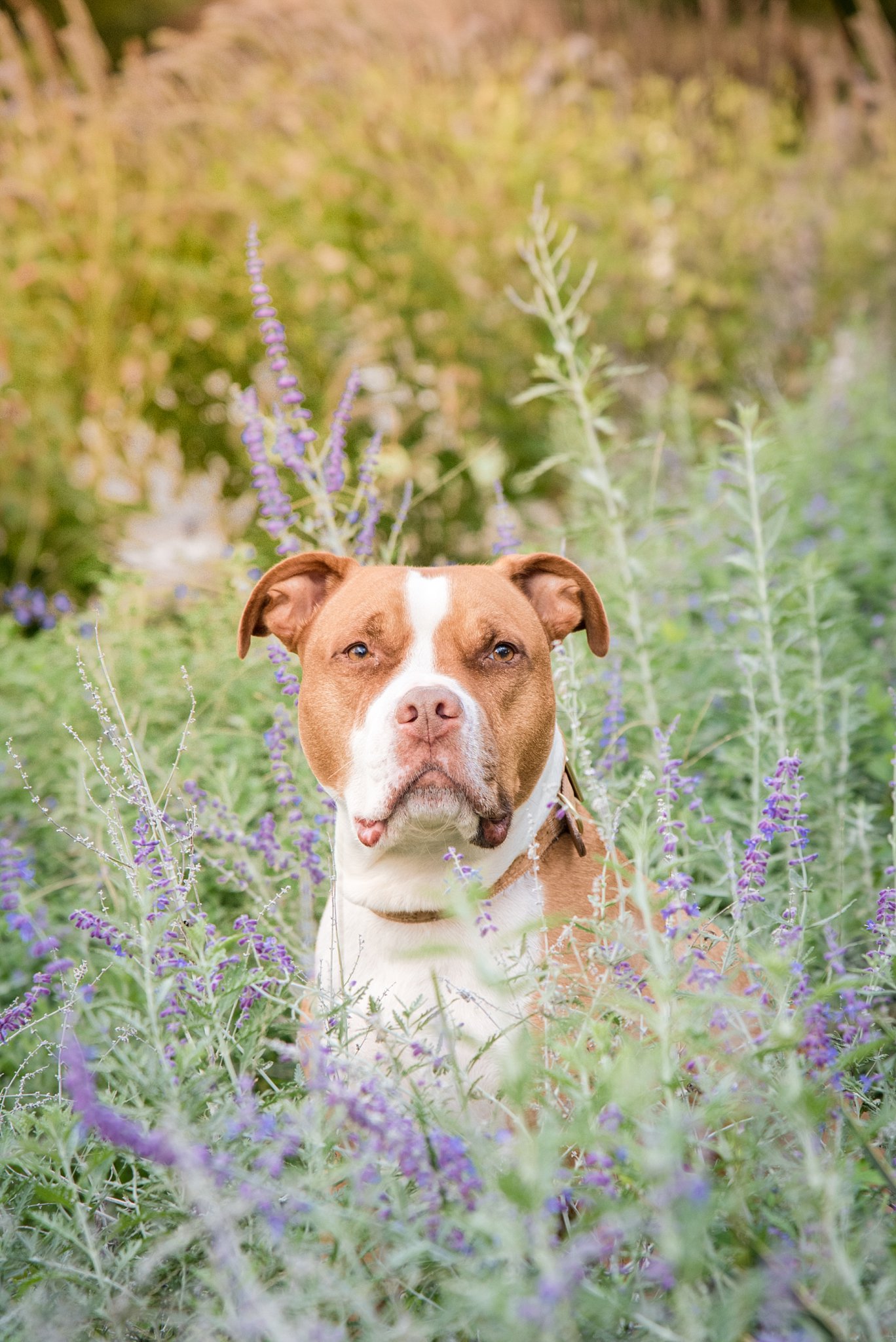 handsome pit bull in lavender flowers at Phipps Conservatory near Pittsburgh