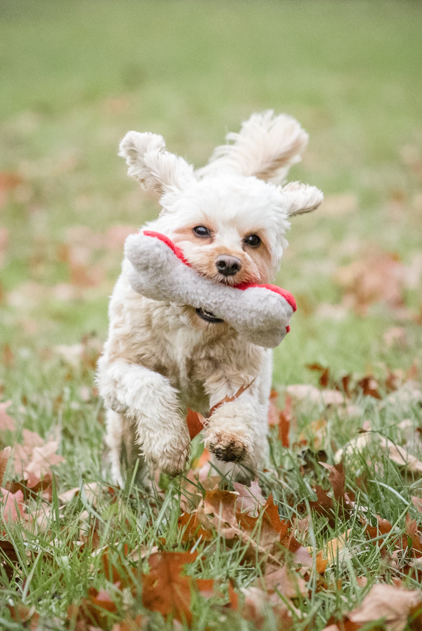playfull Cavapoo puppy running with toy at Brady's Run Park