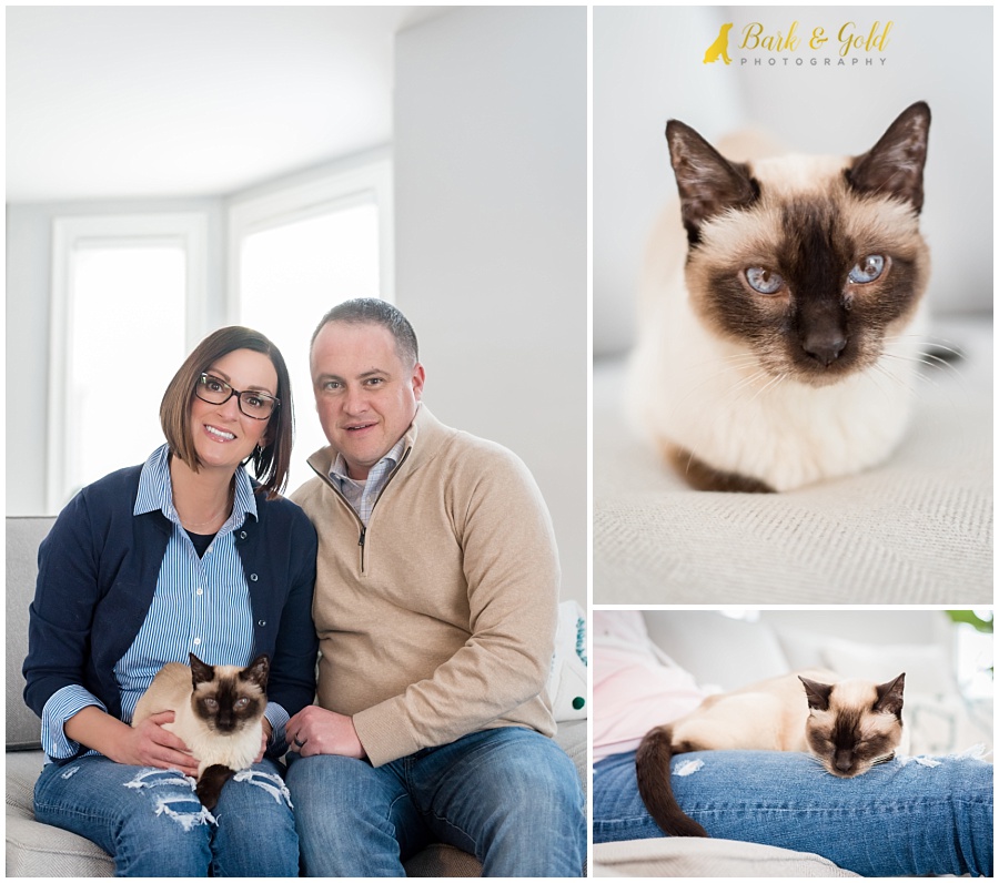 Siamese cat cuddling on the couch with owners during an in-home session in Pittsburgh