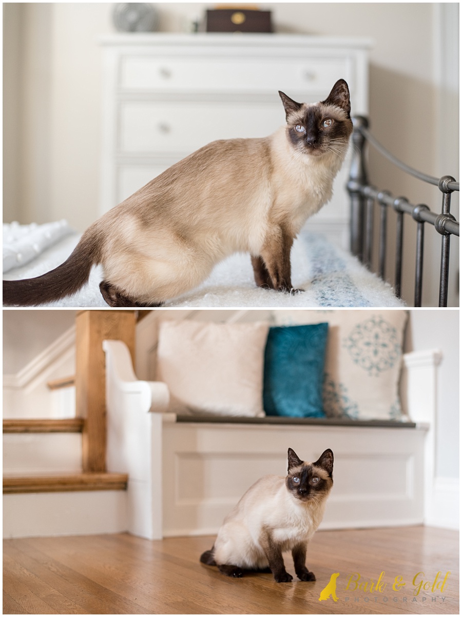 Siamese cat on bed during an in-home pet photography session in Pittsburgh