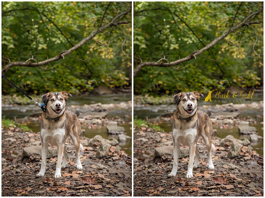 Siberian retriever in a creek at Mingo Creek Park before and after a leash removal