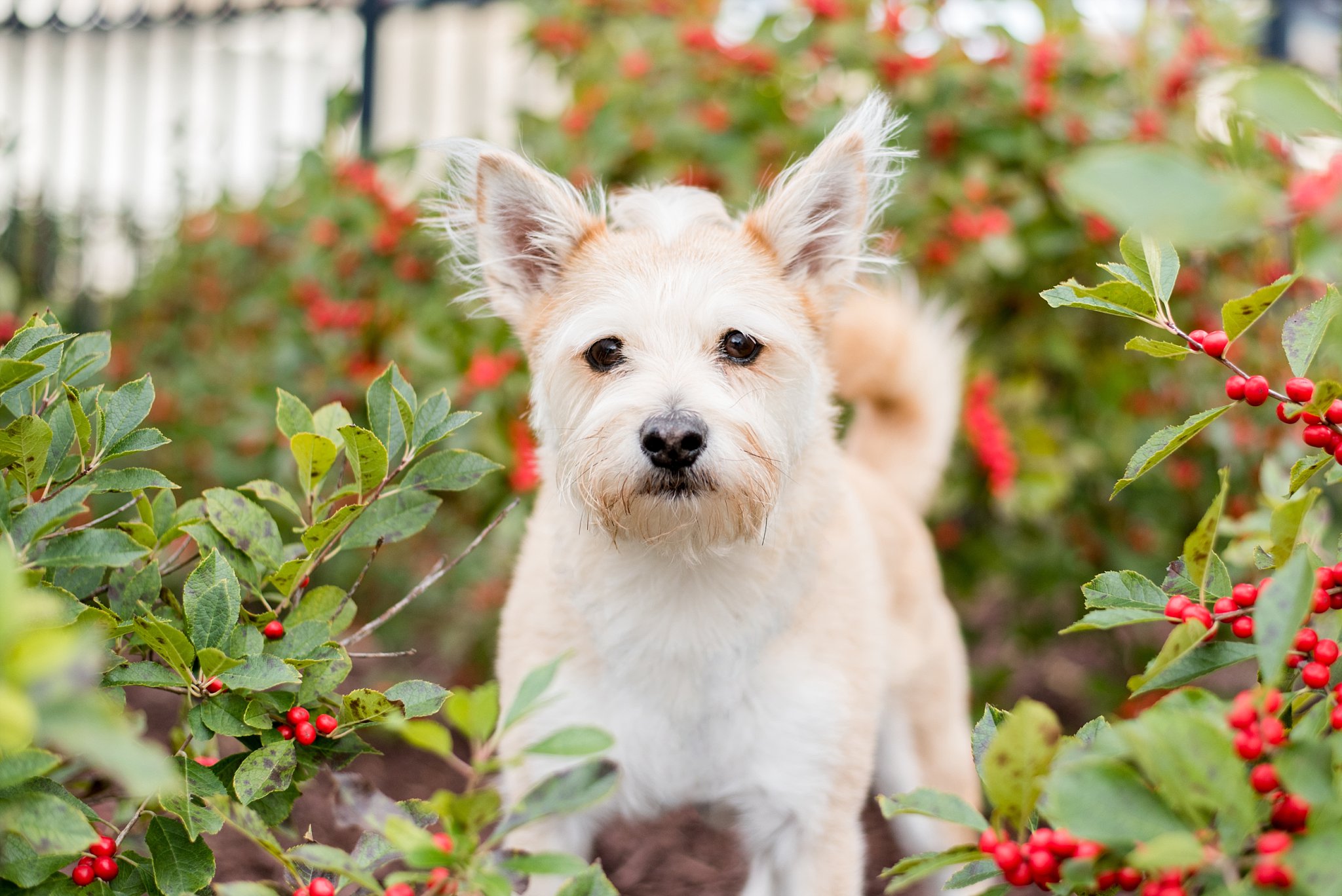 terrier mix in red berry bushes at Pittsburgh's Point State Park