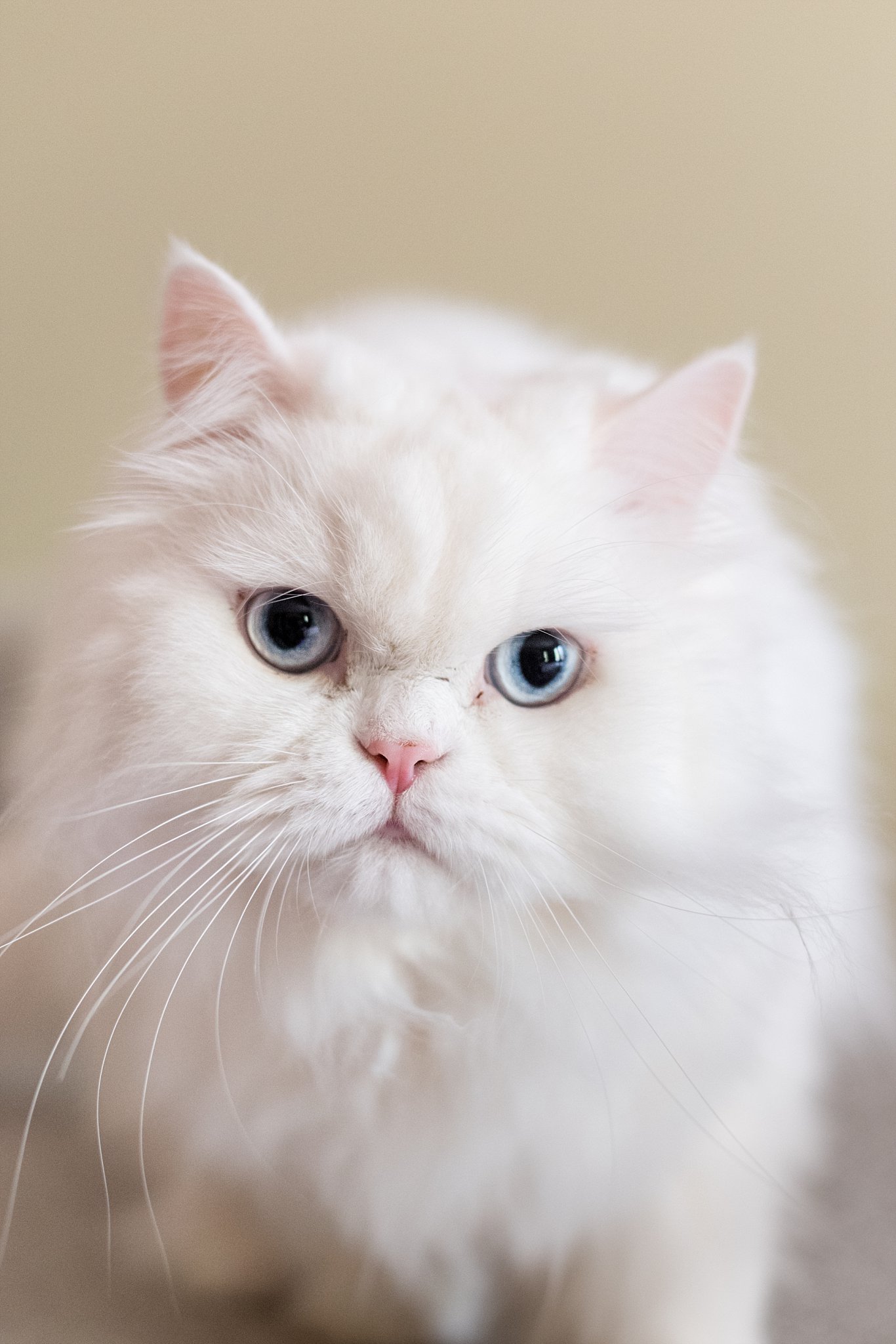 white cat with blue eyes during home session