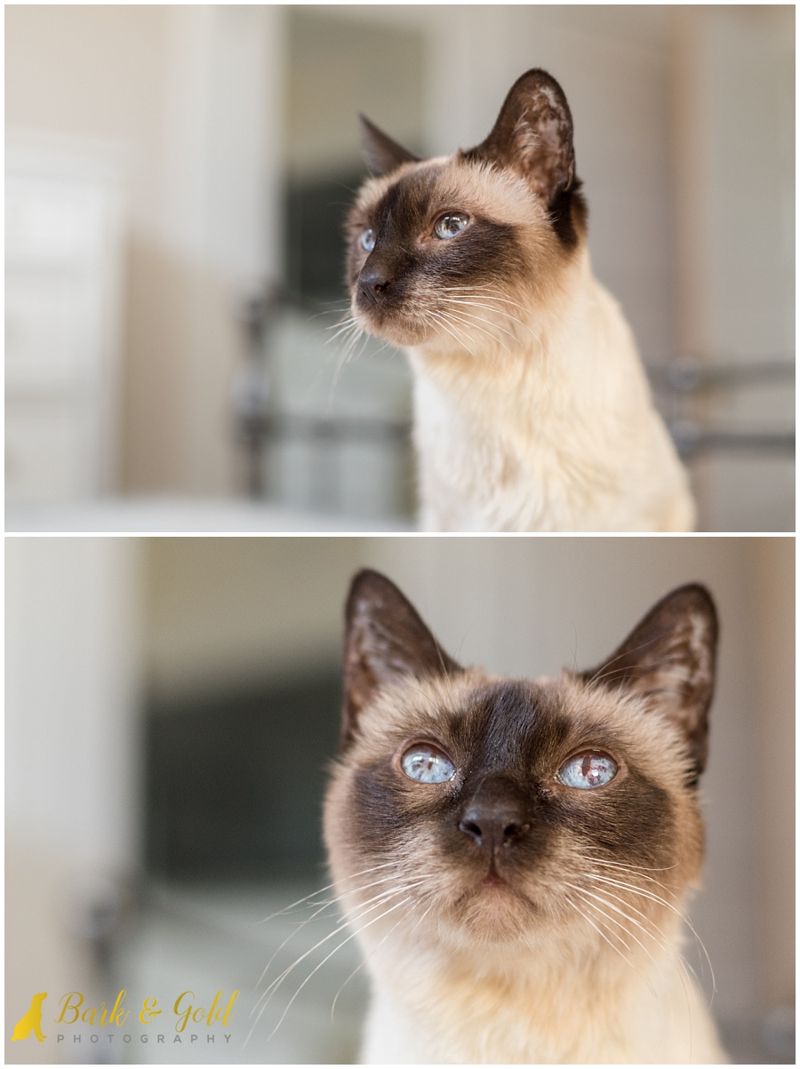 Siamese cat in natural window light during an in-home pet photography session in Pittsburgh