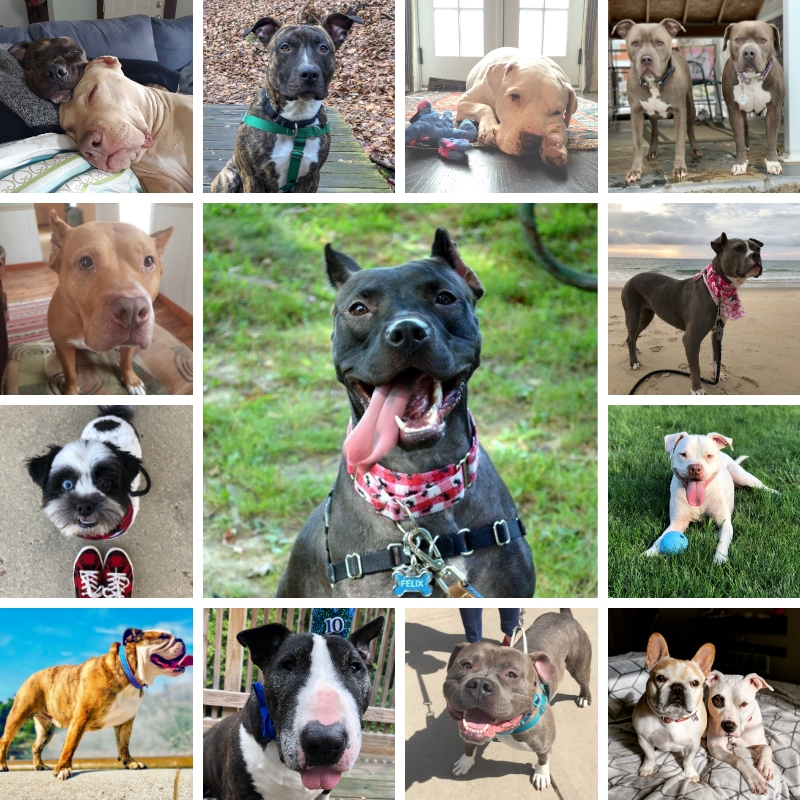 2020 Biggies Bullies pet calendar contest winners