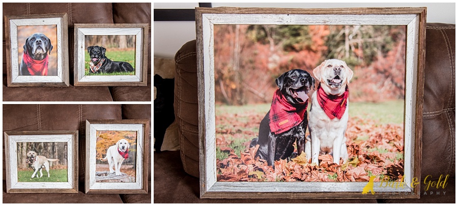 barnwood framed prints of Labrador retrievers from a fall session at Brady's Run Park