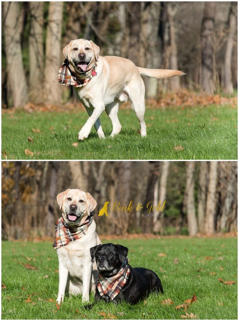 Jäger & Otto the Black and Yellow Labrador Retrievers Pittsburgh Dog