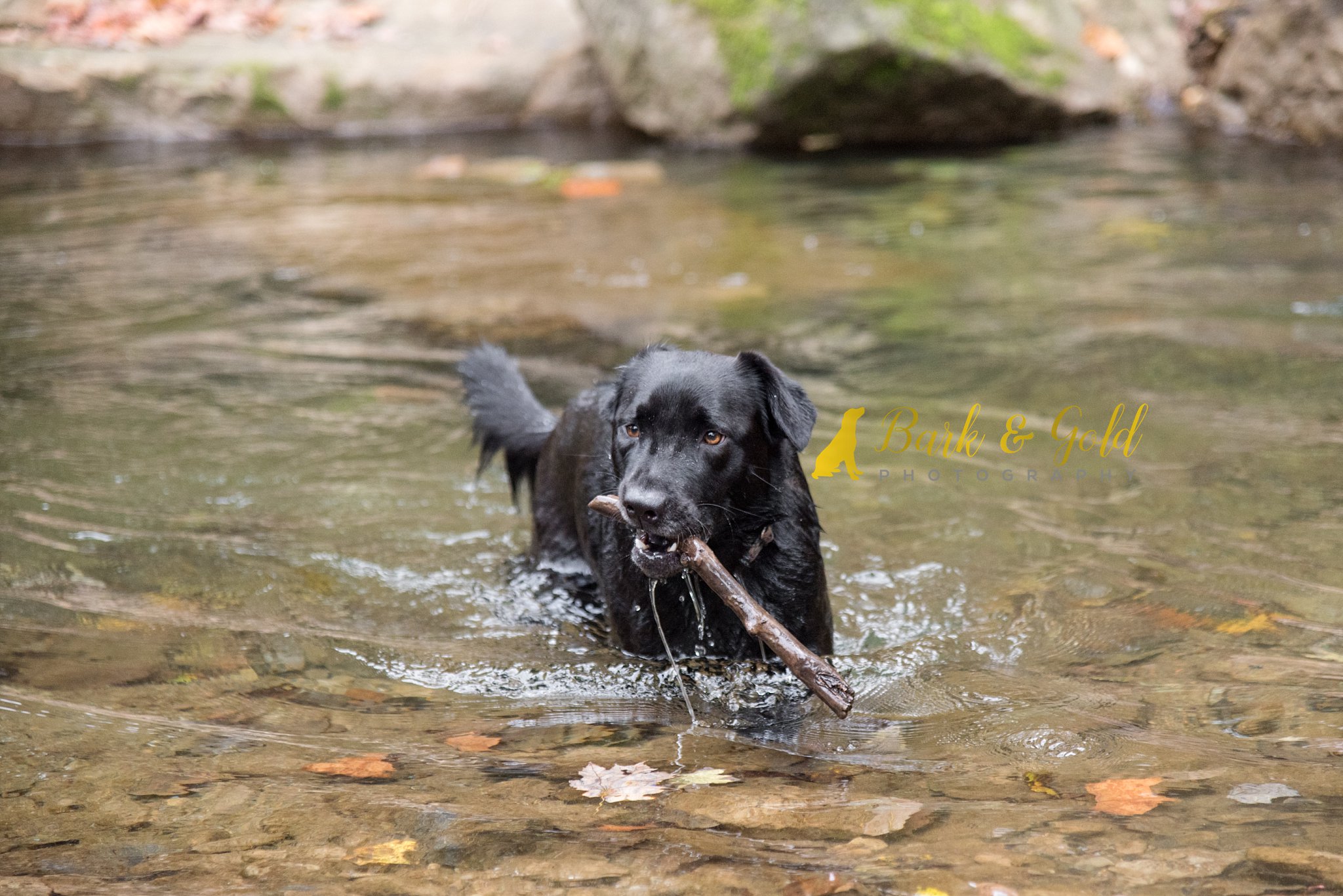 mixed breed swimming with stick at Brady's Run Park near Pittsburgh