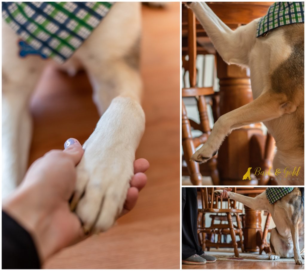 dog giving high five to owner while sitting in dining room