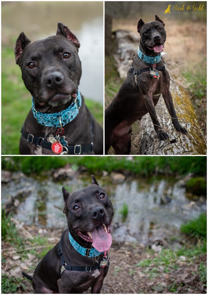 Felix the Rescue Pit Pittsburgh Dog Photography Bark & Gold