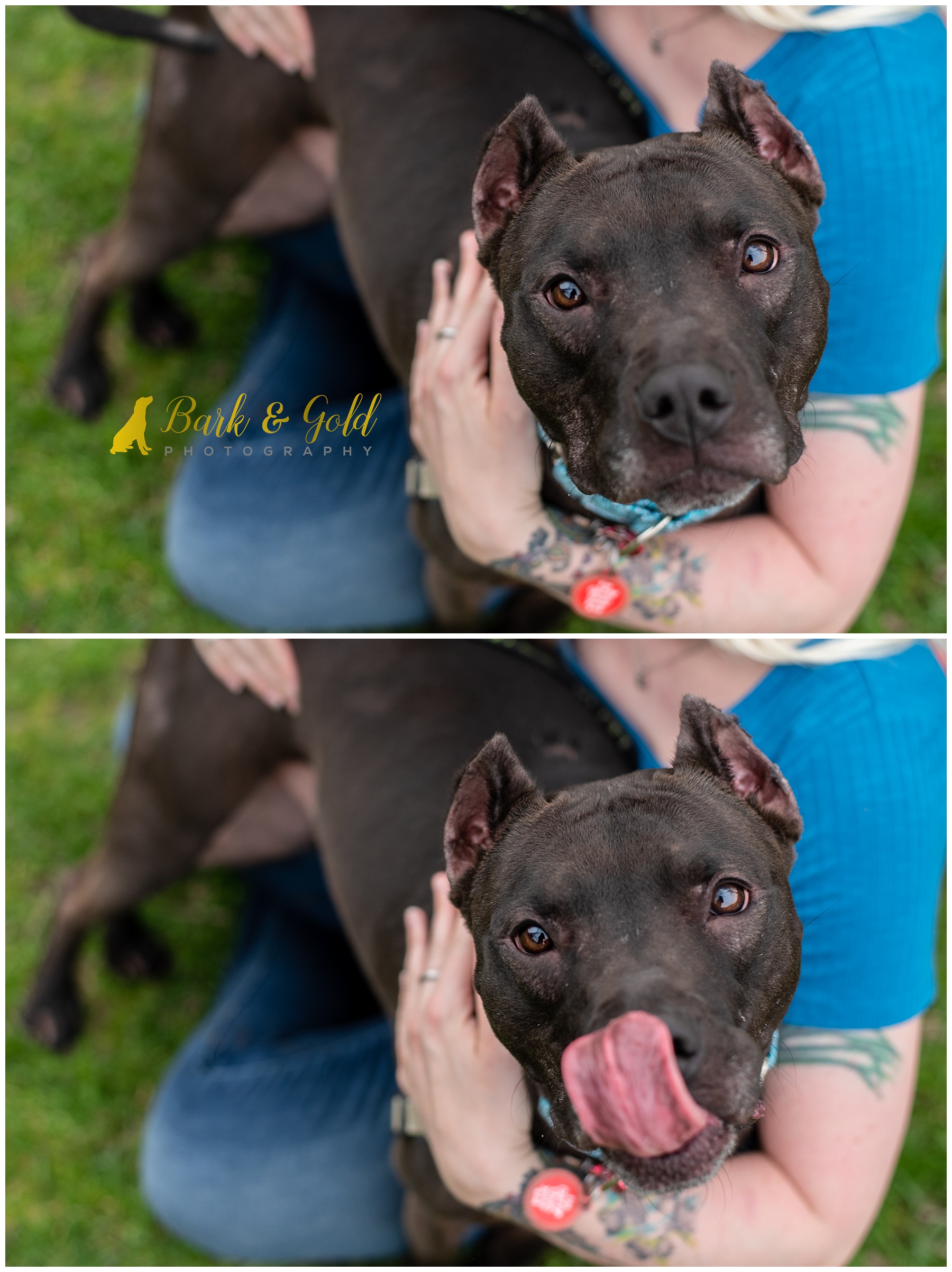 black pit bull cuddling on his mom's arms at South Park's Maple Springs Gazebo