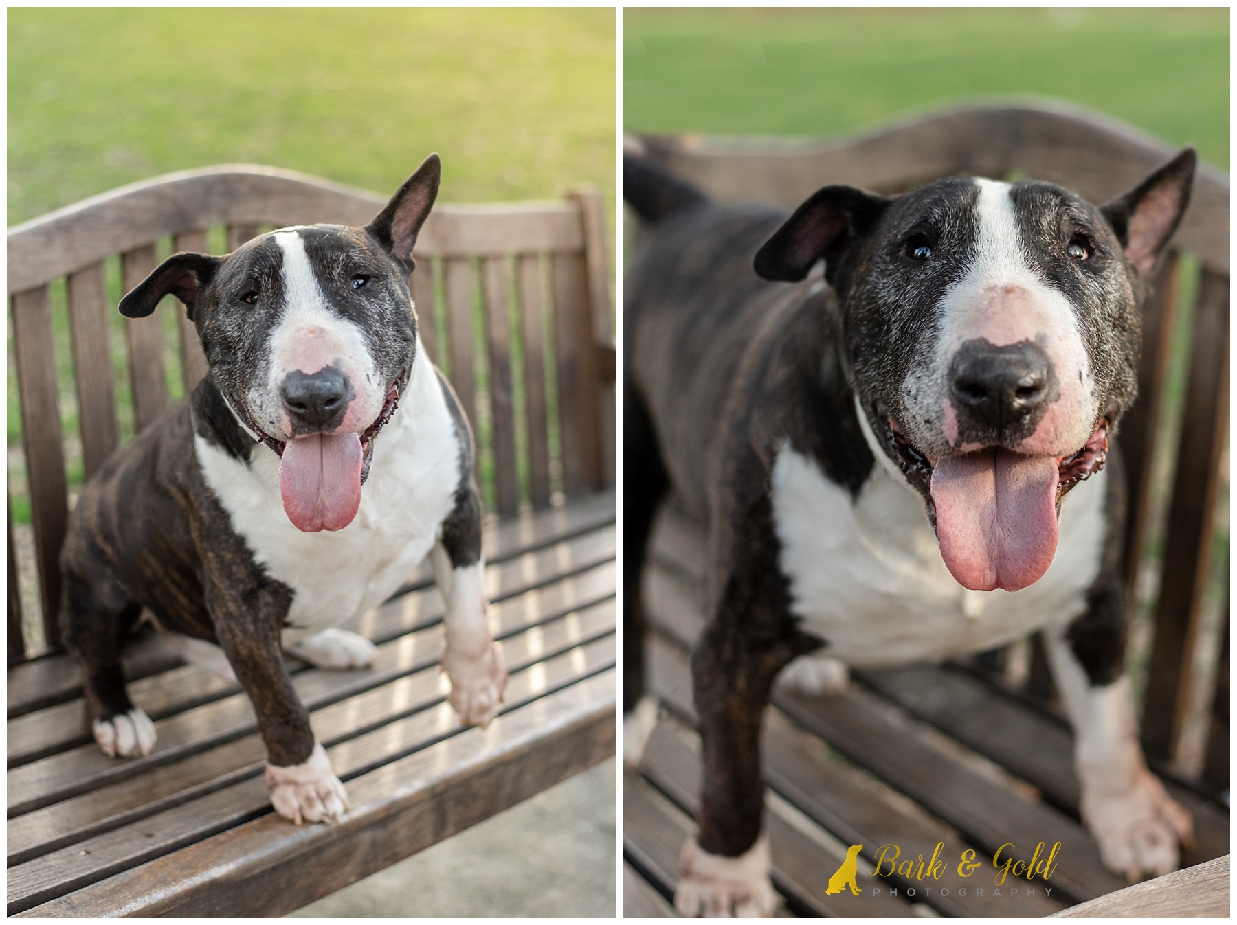 senior Bull Terrier on a bench at South Park near Pittsburgh