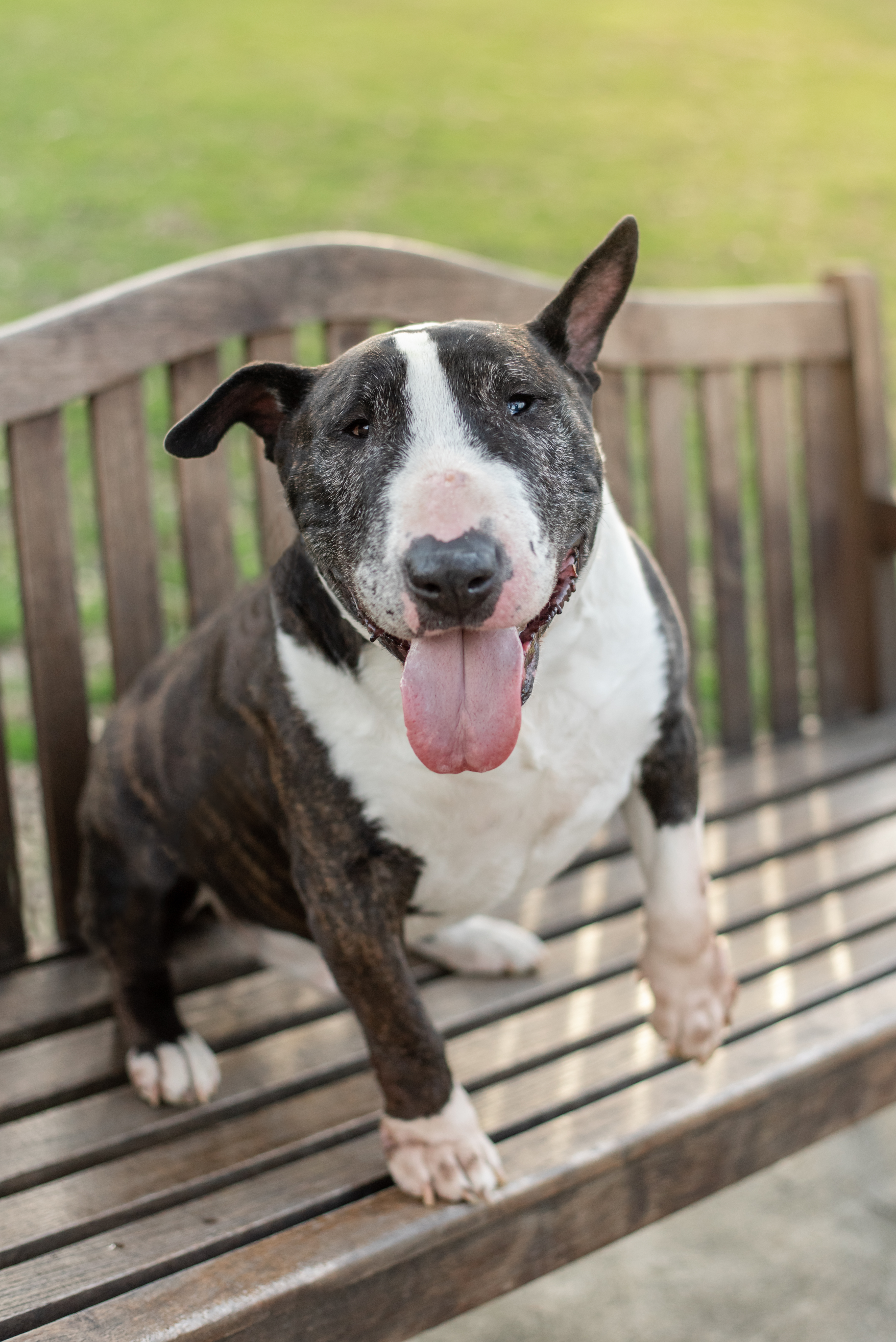 Bull Terrier on a wooden bench at South Park