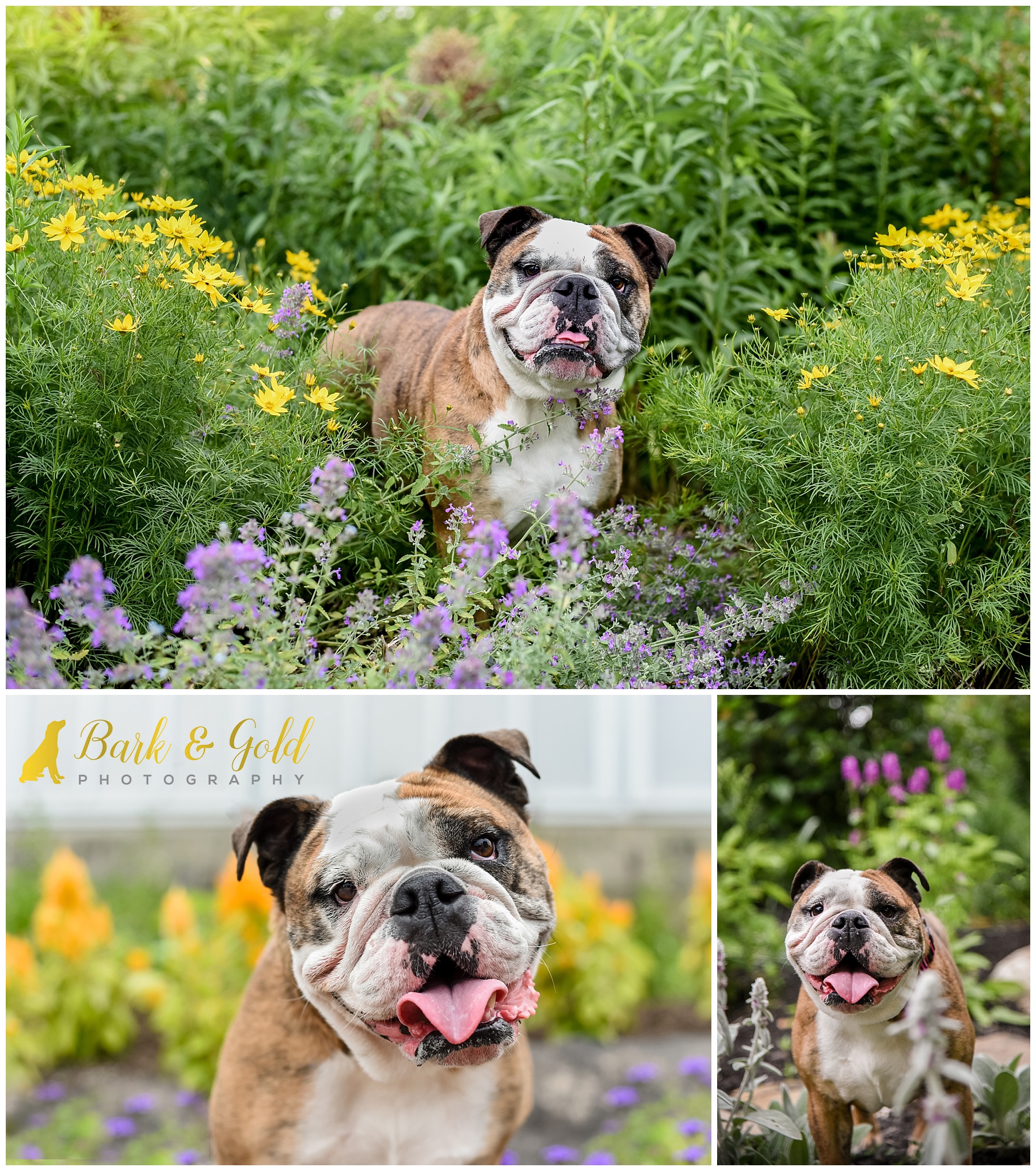 smiling bulldog in flower beds at Phipps Conservatory near Pittsburgh