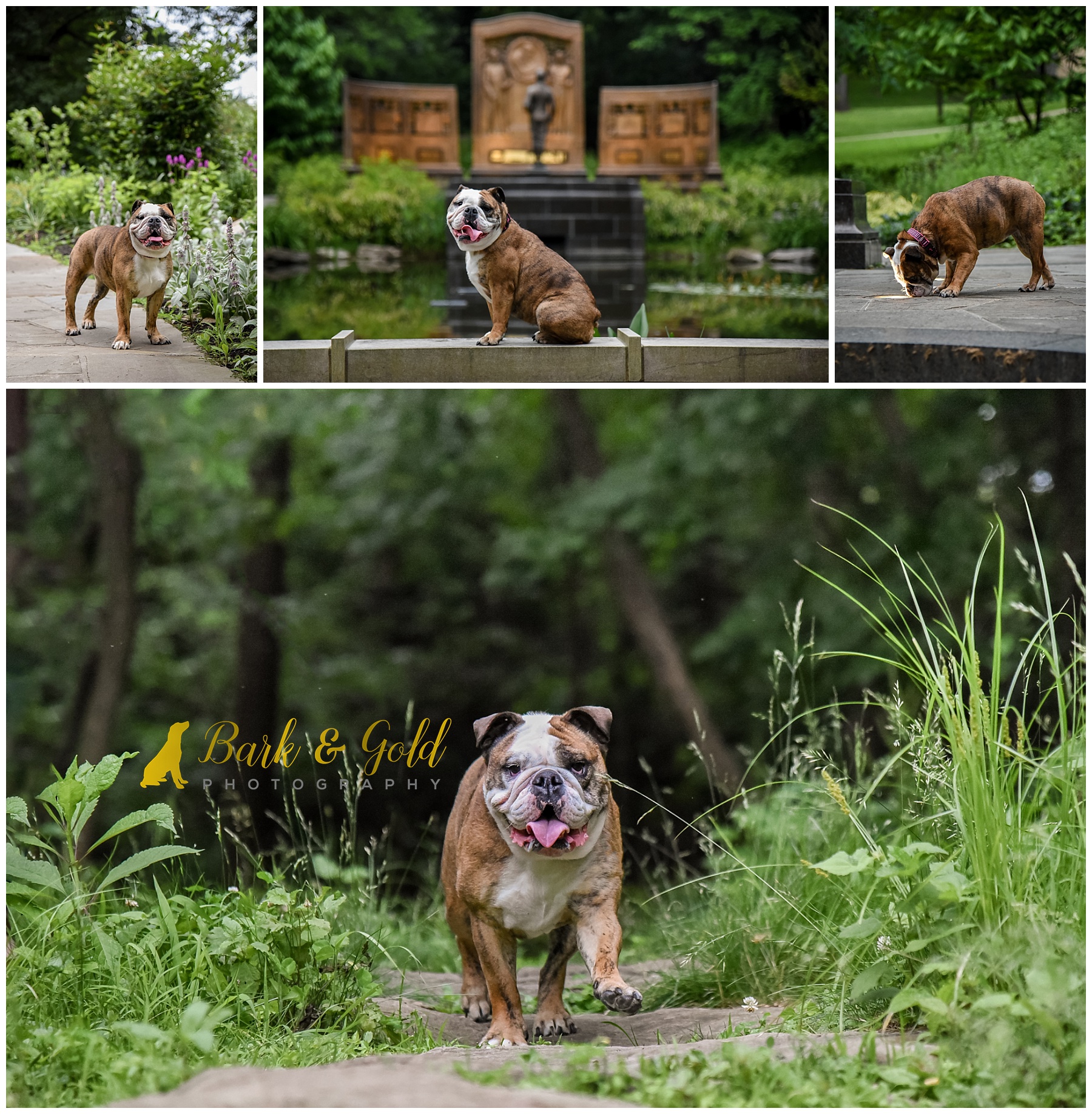 playful bulldog at Westinghouse Memorial in Schenley Park