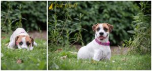 My Dog Hates the Camera: Tips for Photographing a Camera-Shy Dog