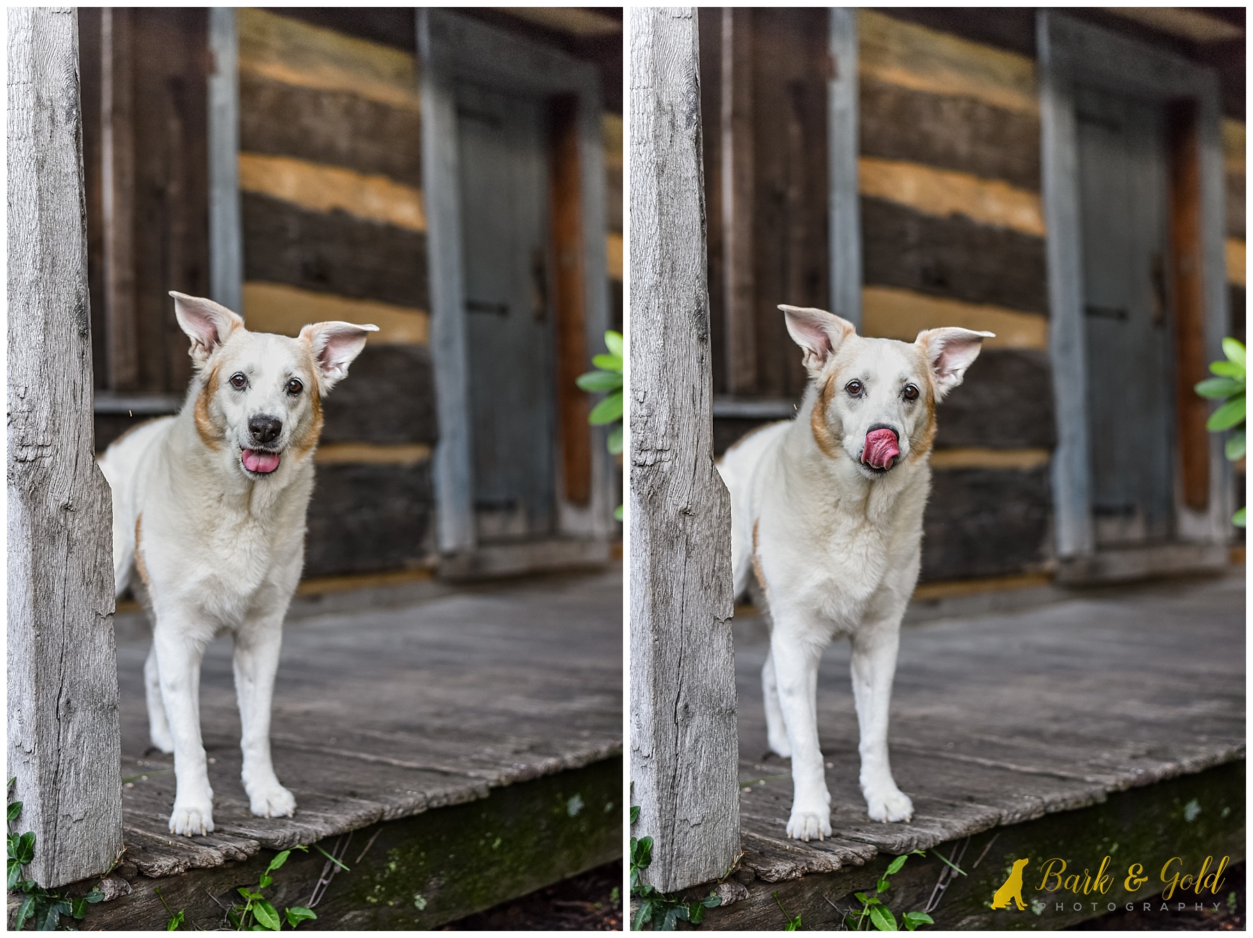 dog with silly tongue expressions during a Pittsburgh pet photography workshop at Schenley Plaza