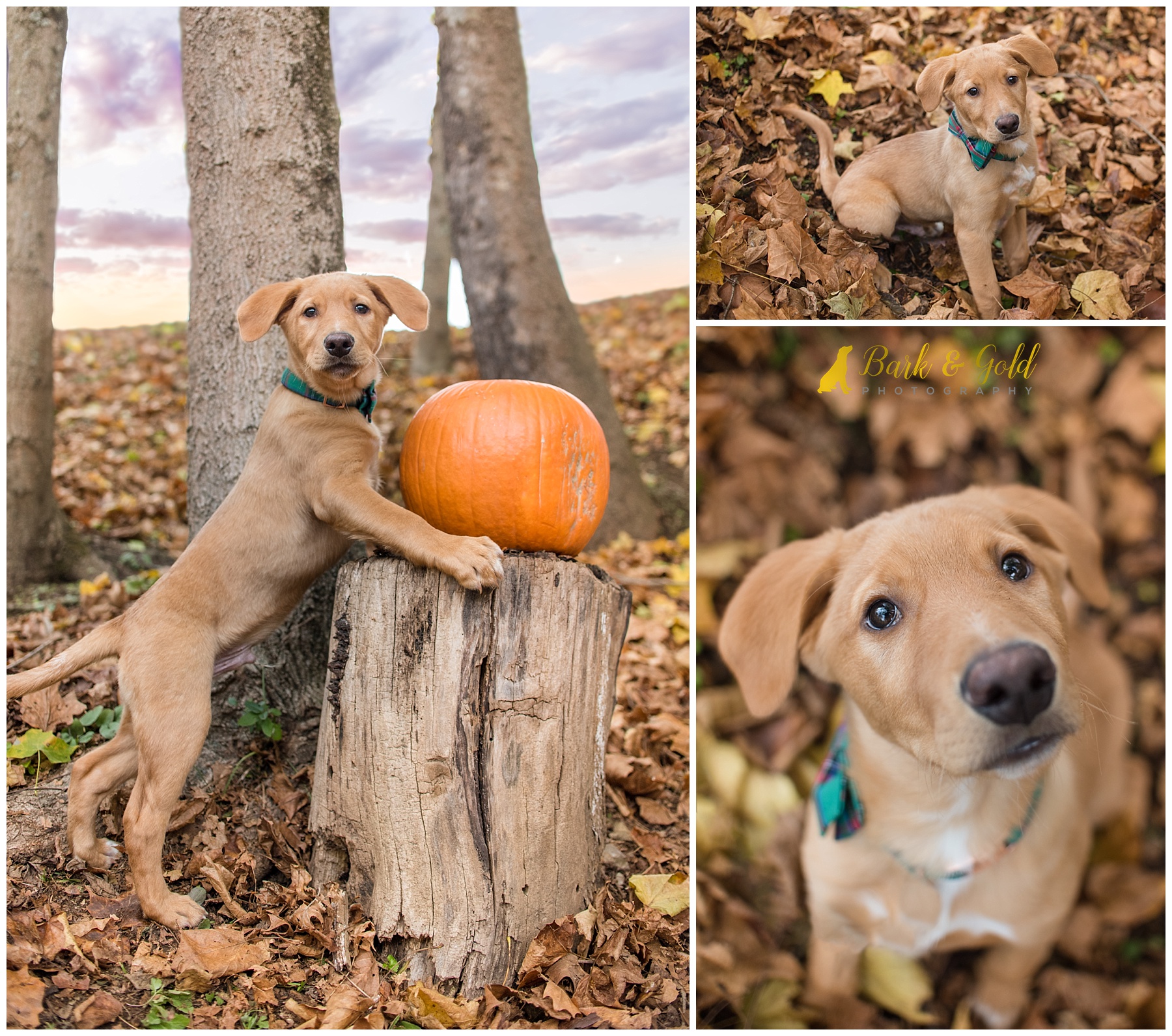 Brown puppy at Mingo Creek Park playing in fall leaves