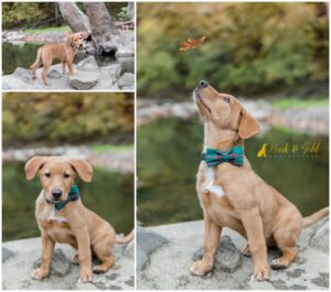 Yoda's Puppy Love Session at Mingo Creek Park and Schenley Plaza
